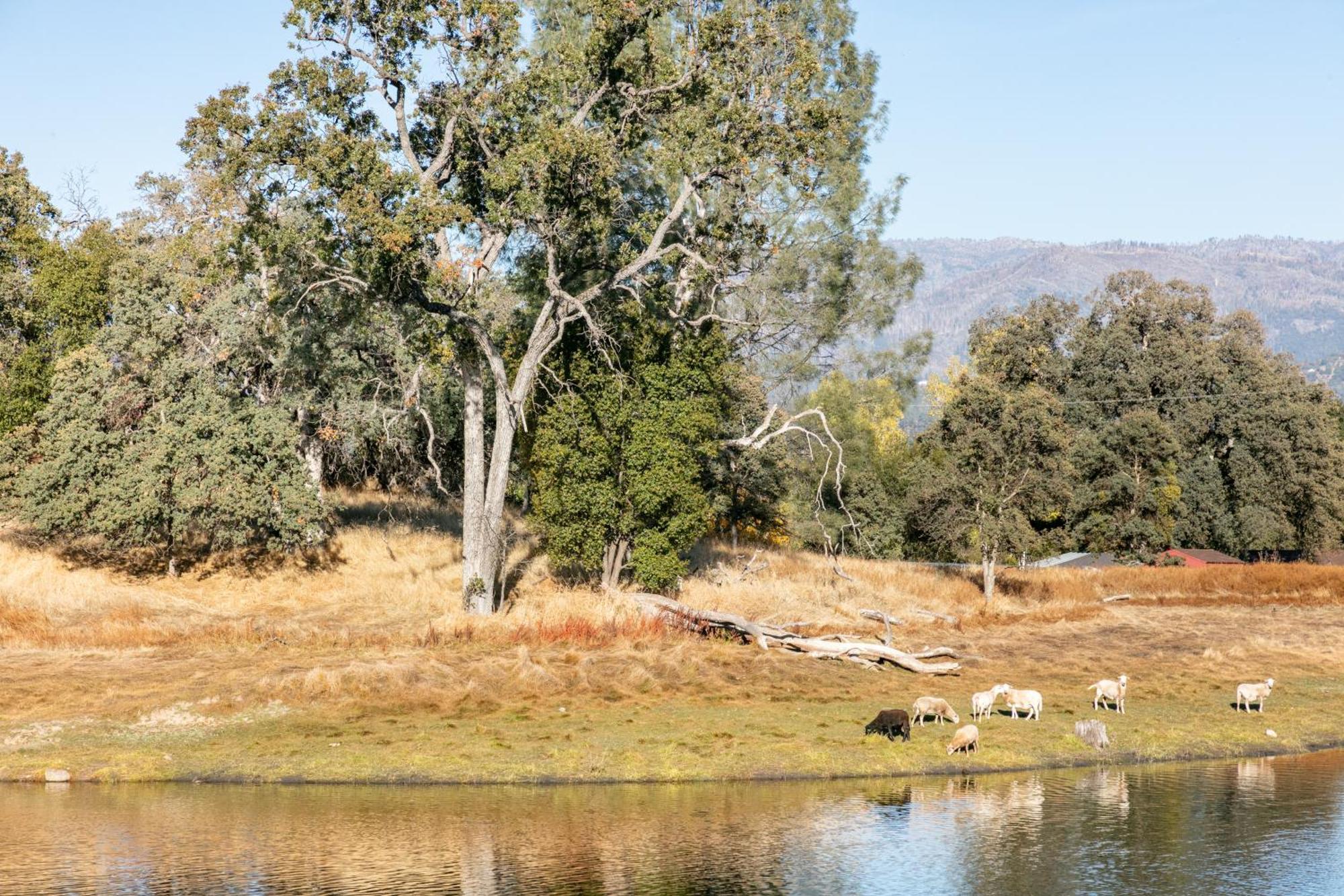 Rolling Oaks Ranch - 200 Acres Of Lakeside Beauty & Countryside Serenity Mariposa Exterior foto