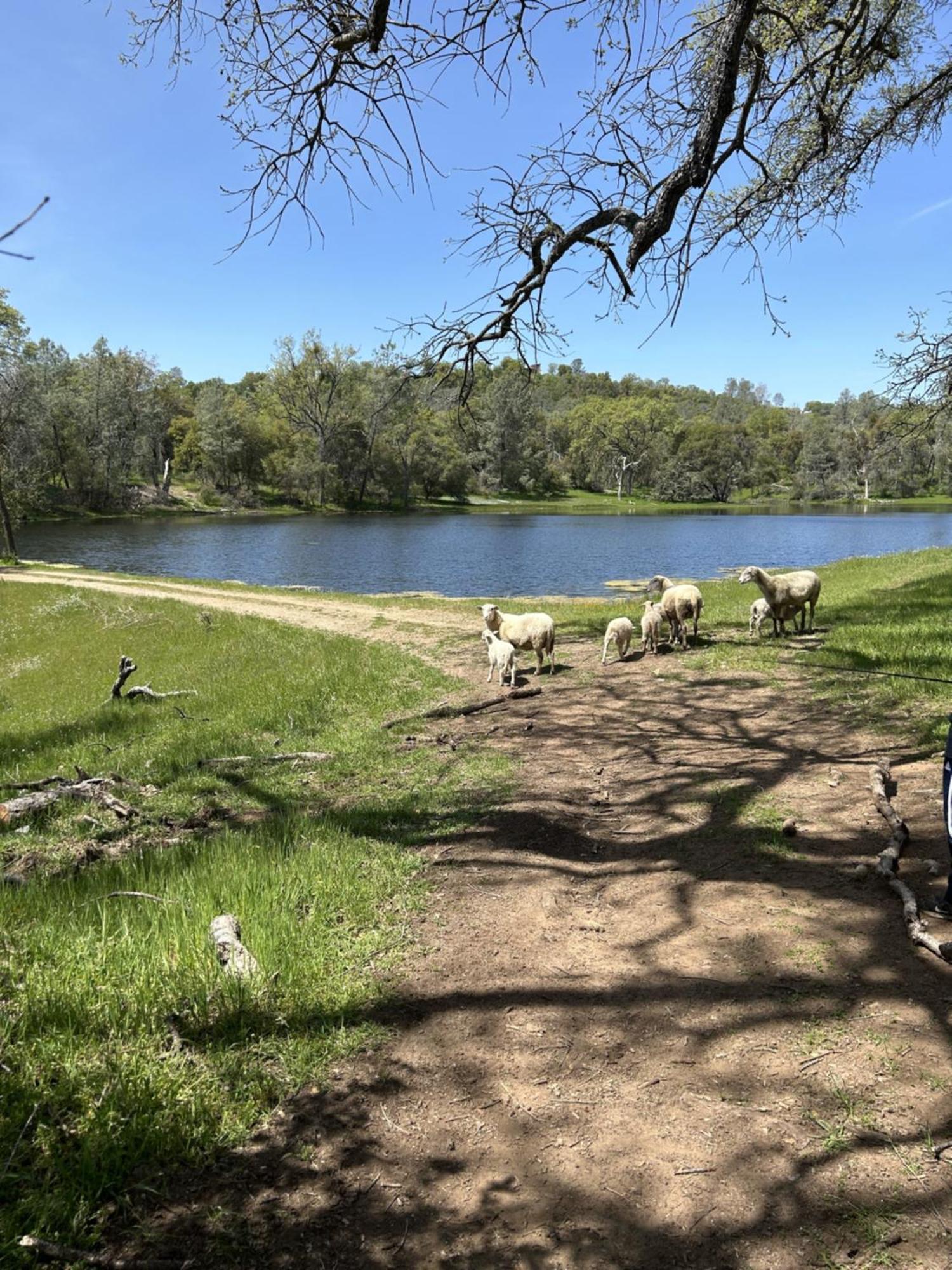 Rolling Oaks Ranch - 200 Acres Of Lakeside Beauty & Countryside Serenity Mariposa Exterior foto